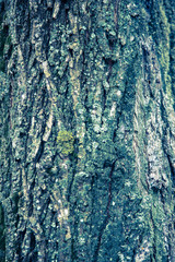 The texture of the tree bark