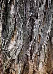 The texture of the tree bark
