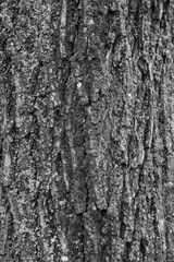 The texture of the tree bark