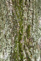 The texture of the tree bark