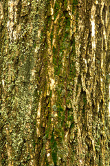 The texture of the tree bark