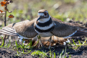 Killdeer (Broken Wing Dance) #1