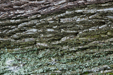 The texture of the tree bark