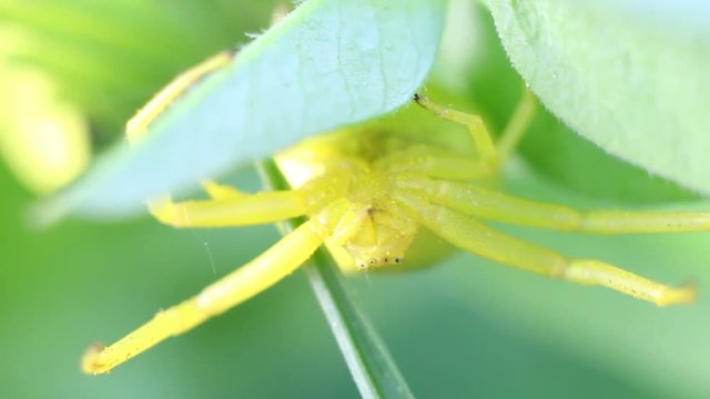 Goldenrod crab spider (lat. Misumena vatia), sits under a leaf, selective focus with shallow depth of field. 