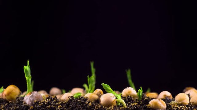Peas Beans Germination on Black Background. Timelapse. 4K.