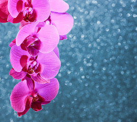 Naklejka na ściany i meble floral greeting card of a branch of a bright pink Orchid on a blue delicate shiny background