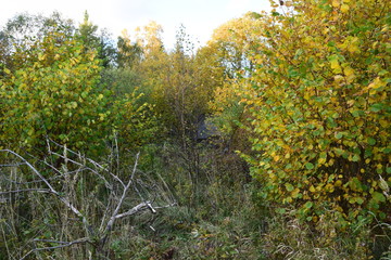 forest