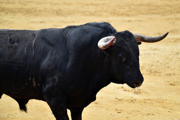 toro en espa&ntilde;a