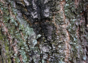 The texture of the tree bark