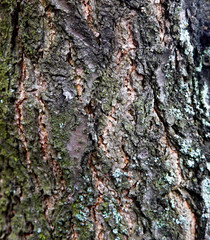 The texture of the tree bark