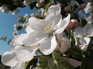 Naklejka na ściany i meble Blossoming apple tree in spring
