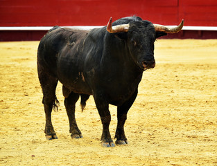 toro en españa