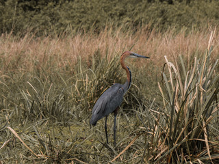 The Bird