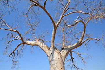 The African landscape. Baobab. Zimbabwe