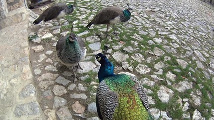 Peacocks walking at Saint Naum monastery, Macedonia