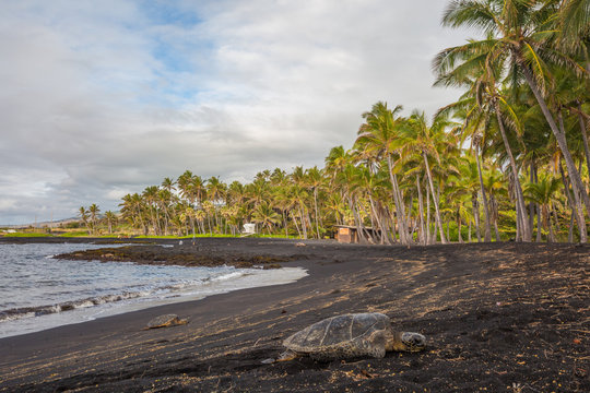 Hawaiian Green Sea Turtle relaxing on a Black Sand Beach in Hawaii