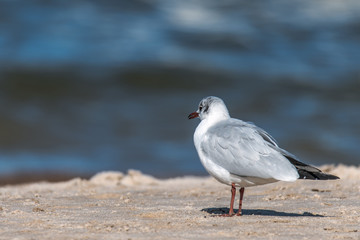 A black-headed gull sits between frozen breakwaters. Concept vacation and travel or animals