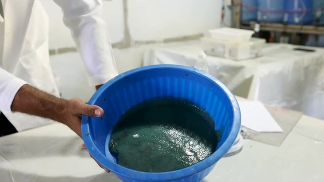 Lab assistant grabs a small pail of green fluid expressed from a fish and shows it to the camera