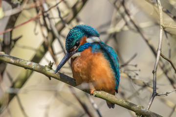 eisvogel