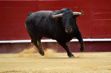 toro en españa