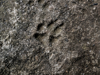 Imprint of a dog paw in cement