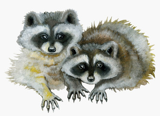 Cute raccoons watercolor illustration isolated on white.