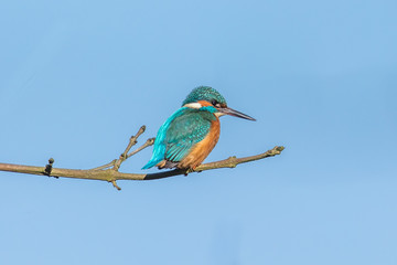 eisvogel auf zweig