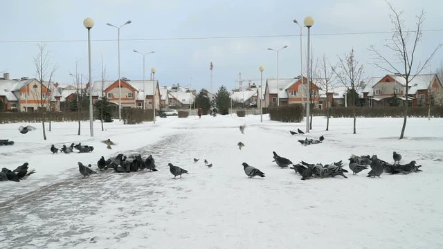Flock of pigeons eating switchgrass in the urban park in cold winter outdoors