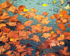 Leaves on lake in autumn
