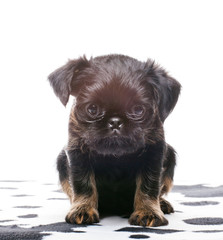 Griffon Baby dog studio