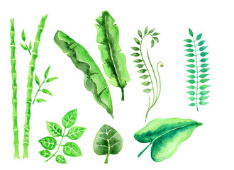 Set of isolated tropic leaves watercolor illustration