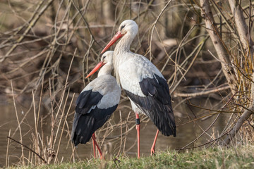 storch paar