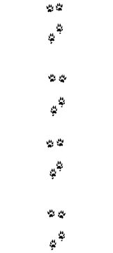 Polecat tracks. Typical footprints with long claws - isolated black icon vector illustration on white background.