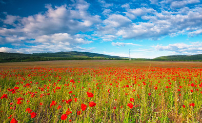 Nice poppy field