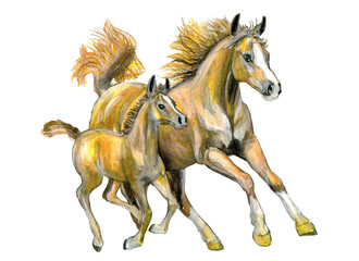 Galloping horses isolated on white watercolor illustration.