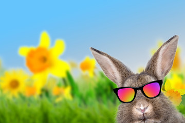 hase im urlaub mit brille 
