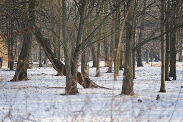 Zima w parku