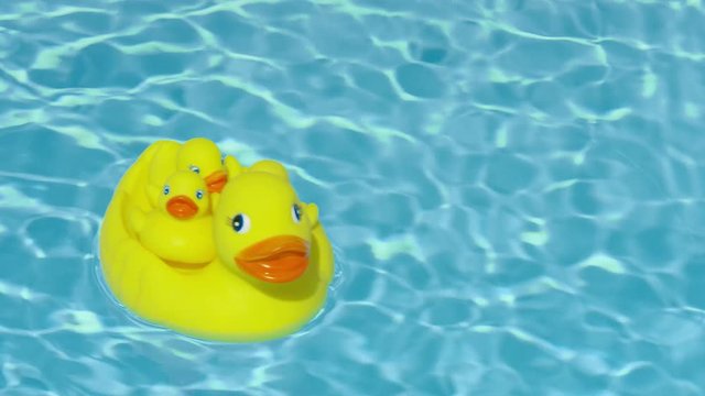 A yellow squeaky ducky family in the pool, Aug 2017. Germany