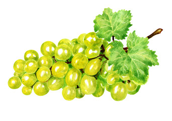 Watercolor illustration fresh grape isolated on white