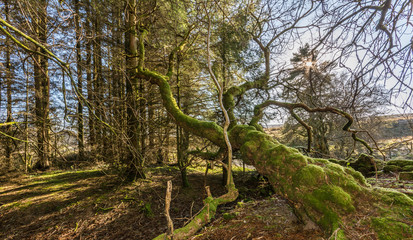 faken tree