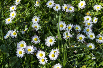 Daisy spring meadow flower