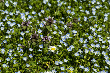 Veronica chamaedrys, germander speedwell, bird's-eye speedwell, meadow spring flower