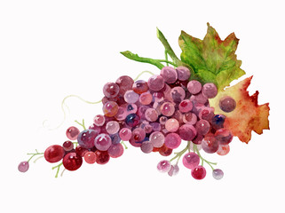 Pink grape twig. Grape vine on white background, watercolor illustration. Grape branch painted in watercolor on paper.