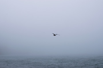 Fototapeta na wymiar Gaviota surcando el mar en una espesa niebla