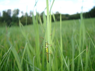 Grasshopper