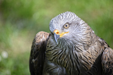 Portrait of a kite, controlled conditions. Taken in Cabarceno Natural Park in Spain, home to a hundred animal species from five continents living in semi-free conditions.