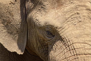 Portrait of an elephant, controlled conditions. Taken in Cabarceno Natural Park in Spain, home to a hundred animal species from five continents living in semi-free conditions.