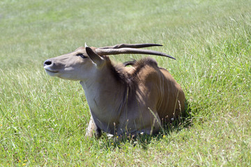 Portrait of an eland, controlled conditions. Taken in Cabarceno Natural Park in Spain, home to a...