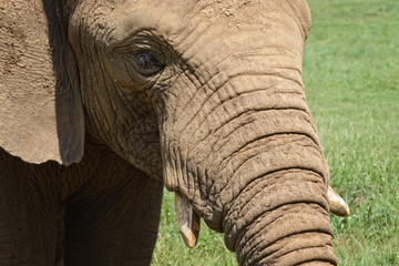 Fototapeta premium Portrait of an elephant, controlled conditions. Taken in Cabarceno Natural Park in Spain, home to a hundred animal species from five continents living in semi-free conditions.