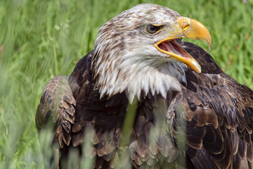 Portrait of a bald eagle, controlled conditions. Taken in Cabarceno Natural Park in Spain, home to a hundred animal species from five continents living in semi-free conditions.